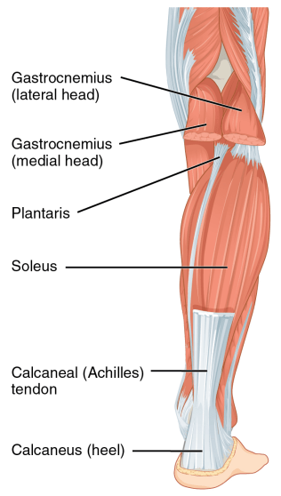 1123_Muscles_of_the_Leg_that_Move_the_Foot_and_Toes_b