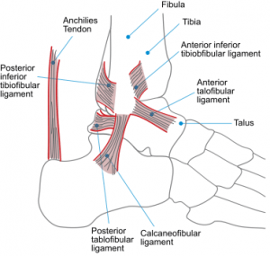 Ankle-Syndesmosis-Anatomy-300x285